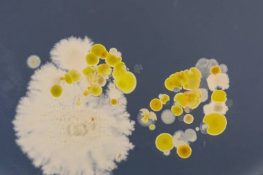 水土中總磷酸鹽含量檢測(cè)試劑盒圖1 水土中總磷酸鹽含量檢測(cè)試劑盒圖1