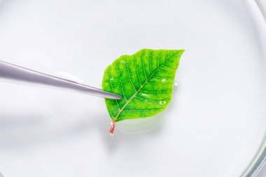 植物激素elisa試劑盒產(chǎn)品價格與簡析圖2 植物激素elisa試劑盒產(chǎn)品價格與簡析圖2