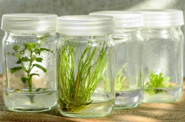 植物銨態(tài)氮含量檢測(cè)試劑盒 植物銨態(tài)氮含量檢測(cè)試劑盒
